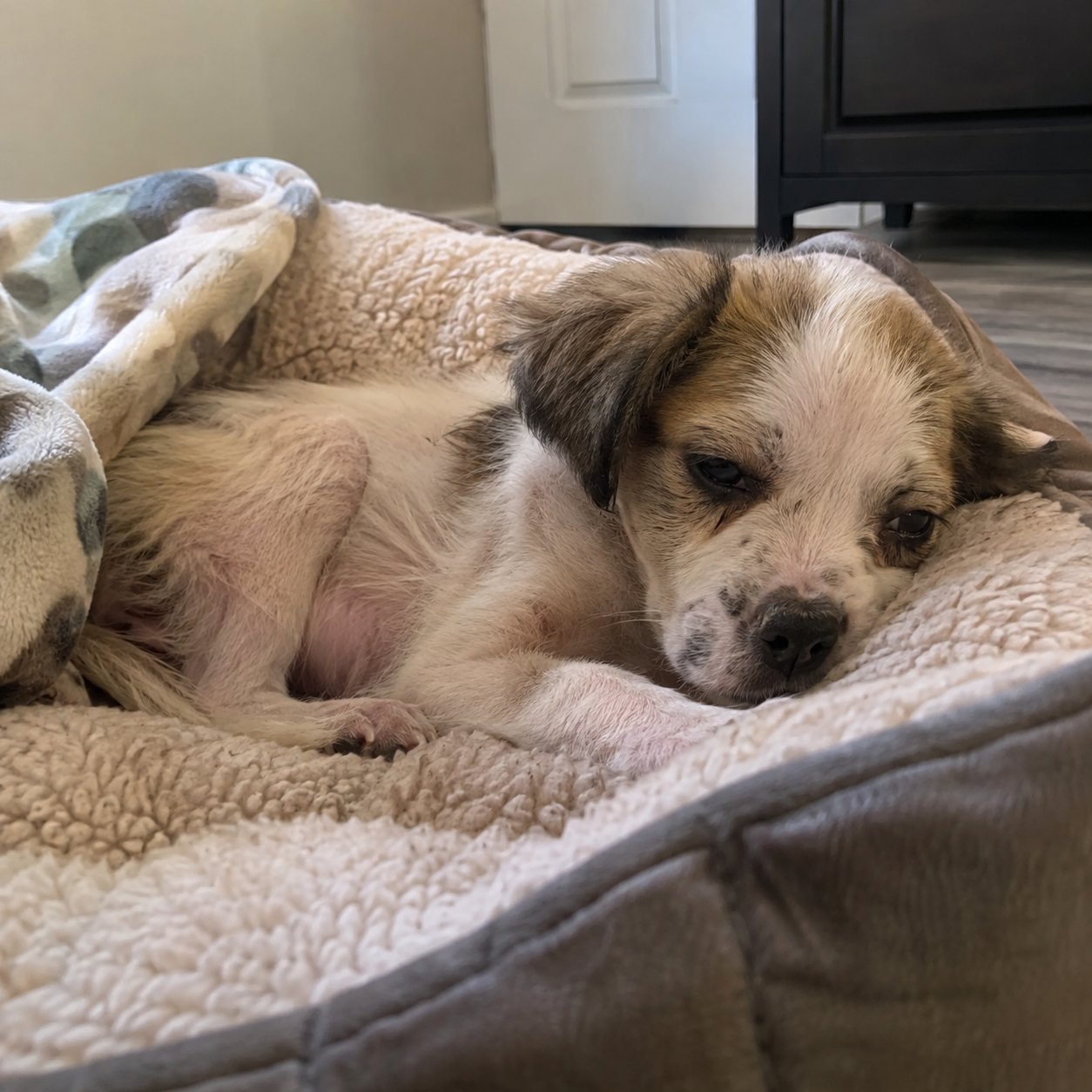 Oliver, the Smith family's puppy